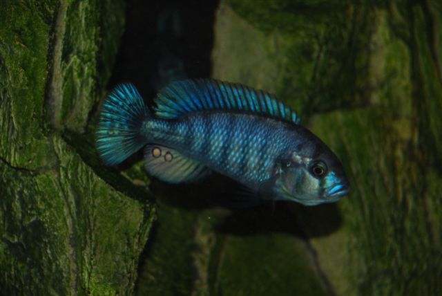 2011111020749_Neochromis omnicaeruleus Makobe Island blue male.JPG